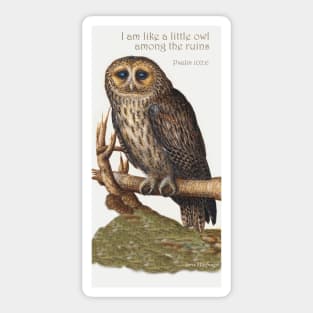 Lispe Little Owl Among the Ruins Sticker